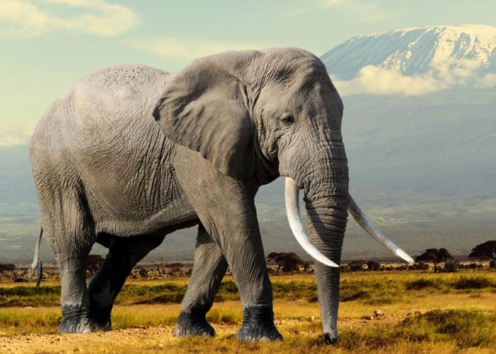 Short essay on animals for kids