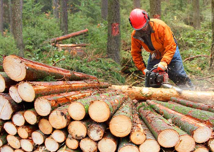 deforestation causes and effects essay