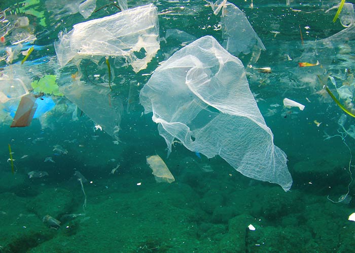 How Plastic Bags are Harmful to Marine Life