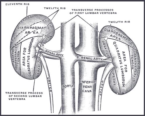 Kidney