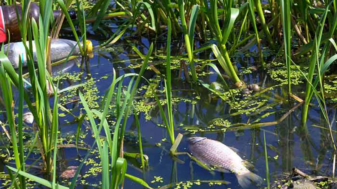 Effects of Water Pollution on human, animals and plants Effects of Water Pollution on human, animals and plants