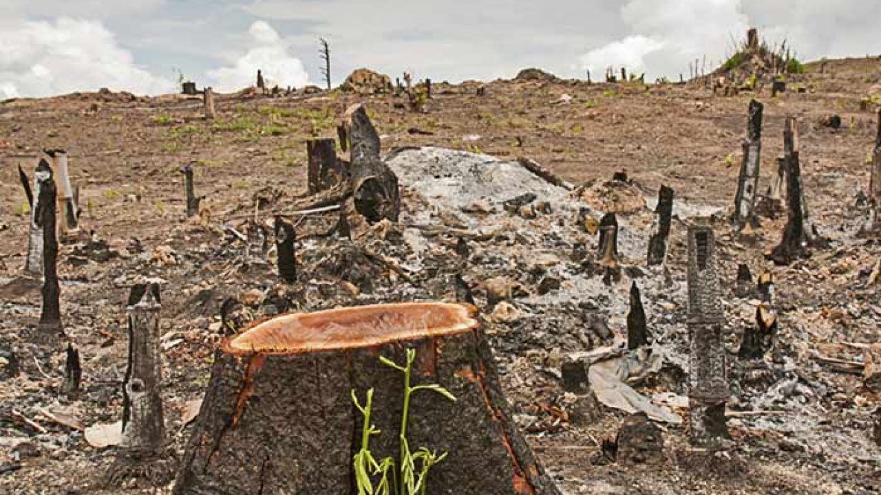 Effects and Impacts of Deforestation - Cutting of Trees Effects and Impacts of Deforestation - Cutting of Trees