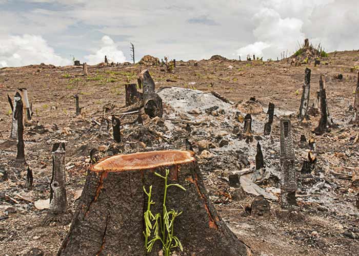 Effects and Impacts of Deforestation - Cutting of Trees