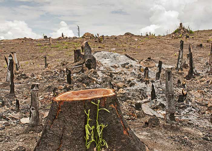 photo essay deforestation