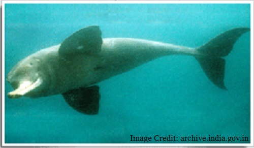 National Aquatic Animal of India - Gangetic dolphin