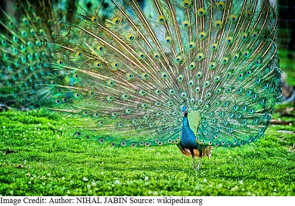 National Bird of India - Indian peacock