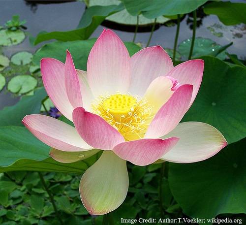 National Flower of India - Lotus