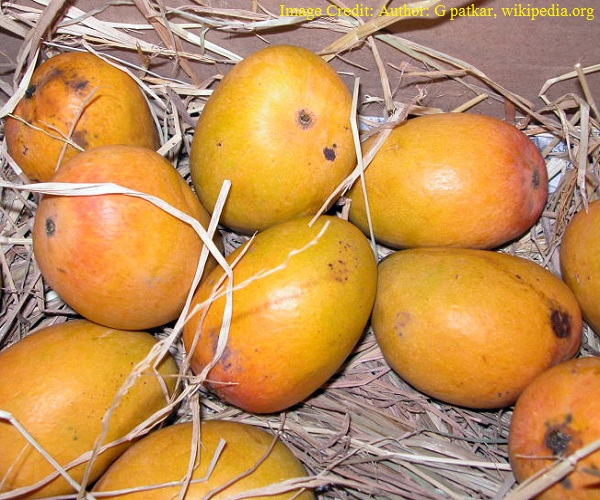 National Fruit of India - Mango