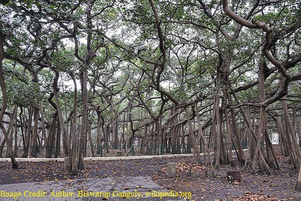 National Tree of India - Indian banyan tree