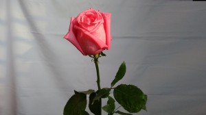 Pink rose