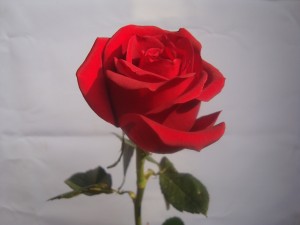 Red rose