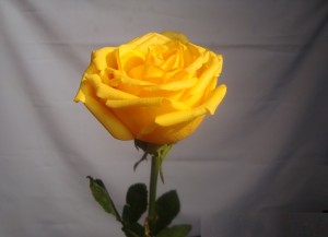 Yellow rose